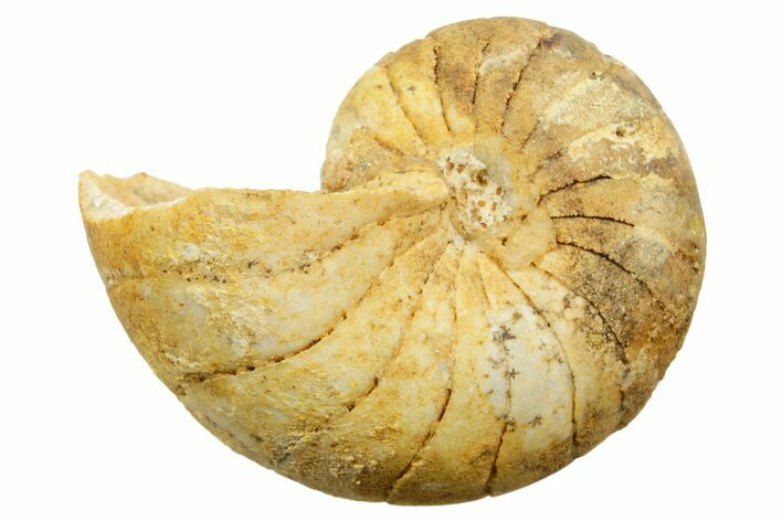 Jurassic Nautilus (Cenoceras) Fossil - Évrecy, France #367738